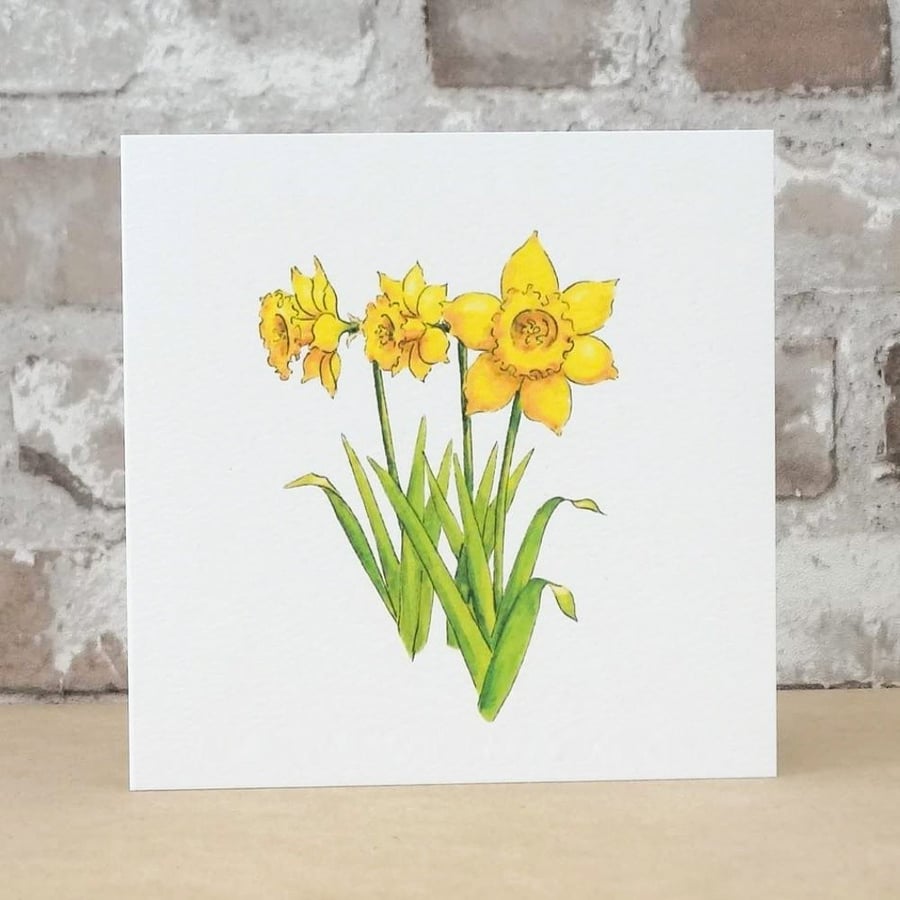 Blank Card Daffodils