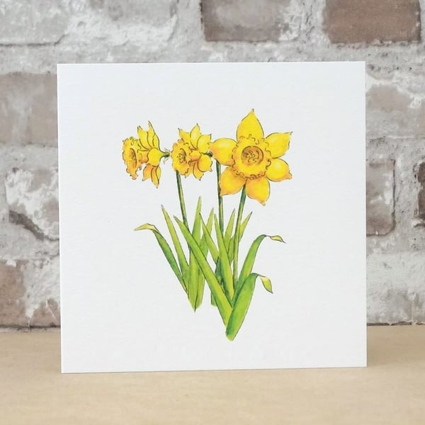 Blank Card Daffodils