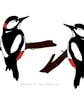 Woodpeckers - woodland birds - bird art print