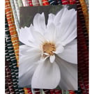 White Cosmos Flower, A6 Greetings Card Nature Photography