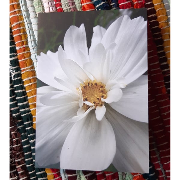 White Cosmos Flower, A6 Greetings Card Nature Photography