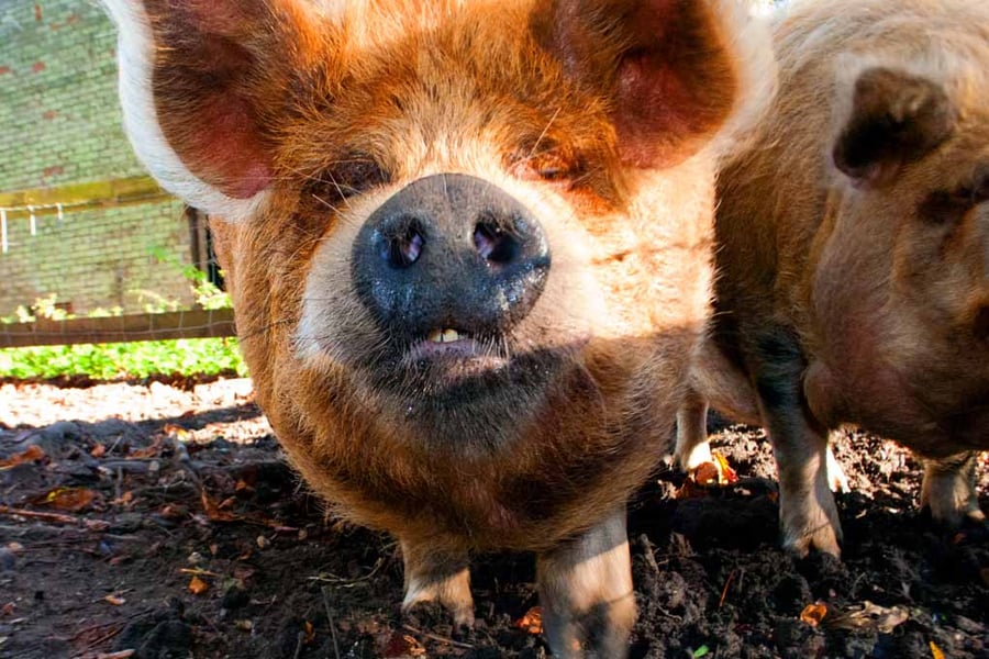 New Zealand Kunekune Pig Photograph Print