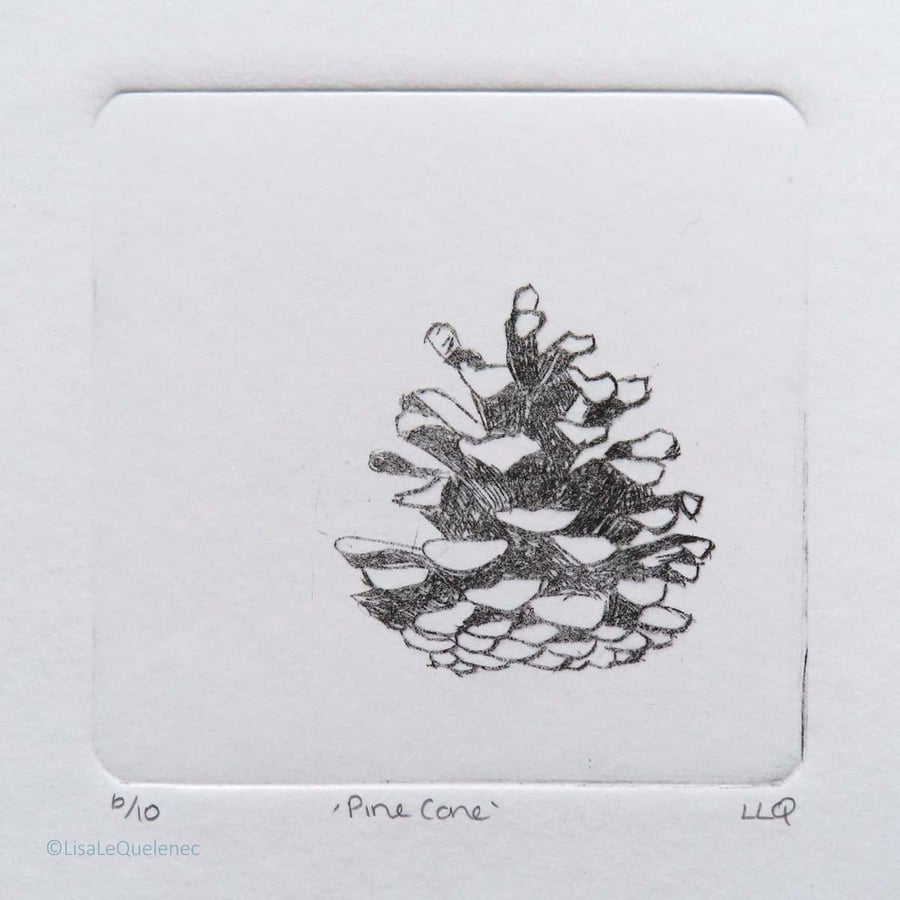 Pine cone dry point etching print no.6 of edition of 10 in black ink