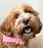 Pink Star Dog Bandana - Extra Small - Image 4
