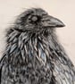 Windswept Raven, an A4 or A3 signed print of an original drawing. - Image 7