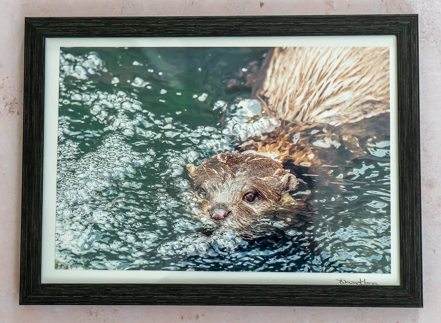Framed Otter Photo