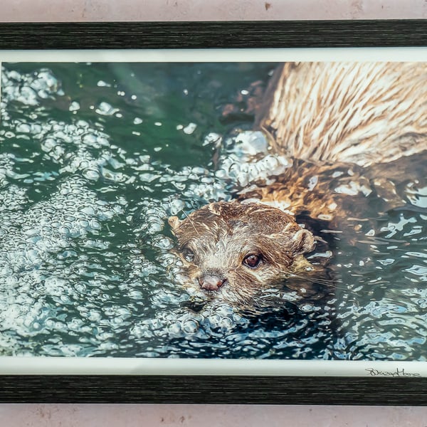 Framed Otter Photo