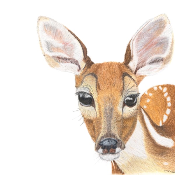 Picture, fine art print, artwork. Deer fine art print (mounted)