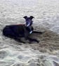 Black Sighthound Lino Print - Greyhound, Whippet, Galgo, Lurcher, dog dad, - Image 7