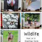 Wildlife - Pack of 5 Greetings Cards - Assorted Designs 