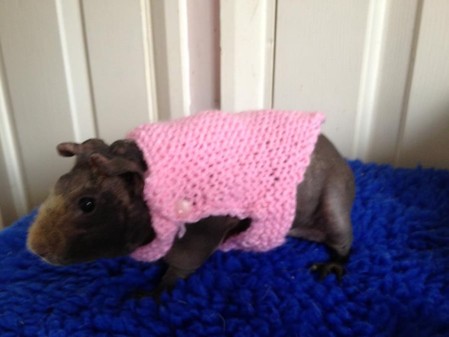 Guinea Pig Coat