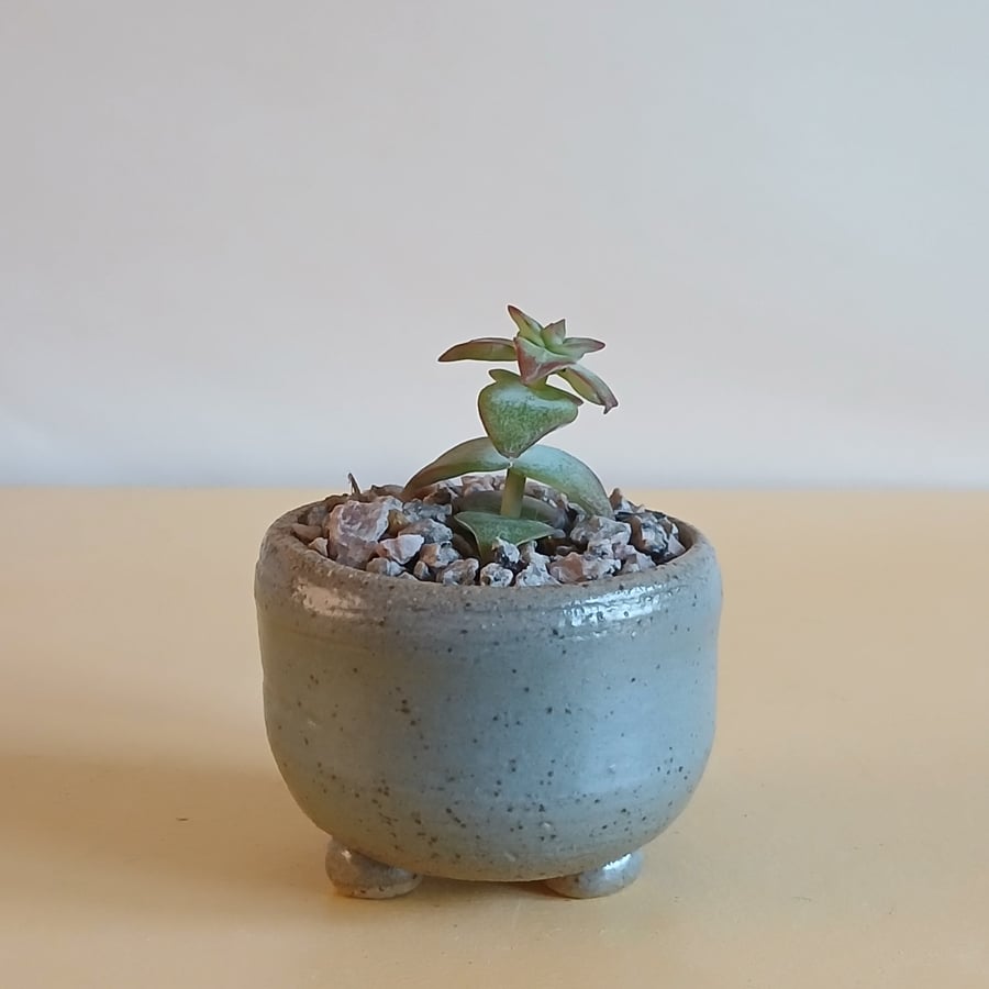 Succulent and cactus pot from series A