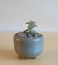 Succulent and cactus pot from series A