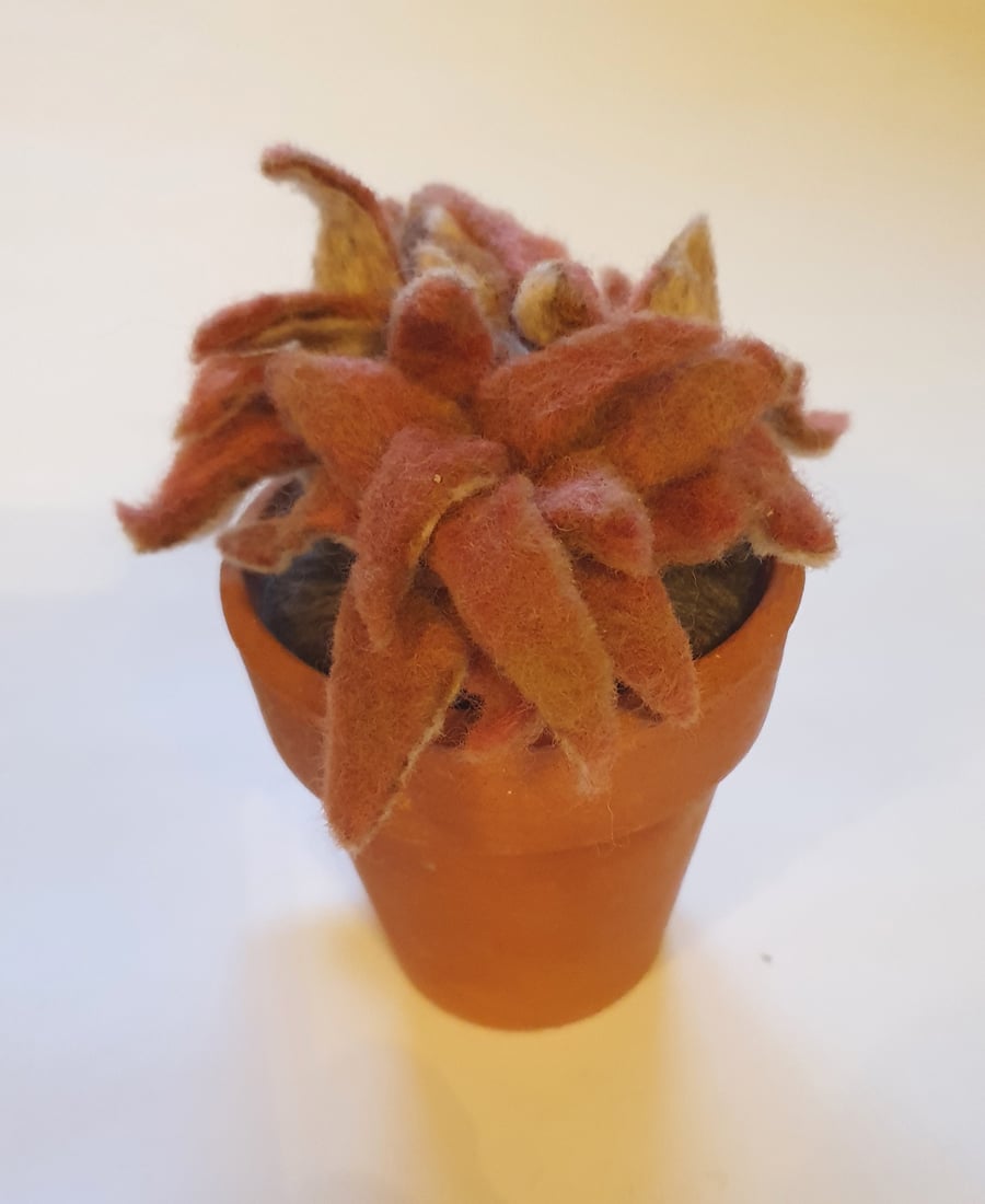 Vintage terracotta pot with treble sempervivum