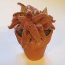 Vintage terracotta pot with treble sempervivum