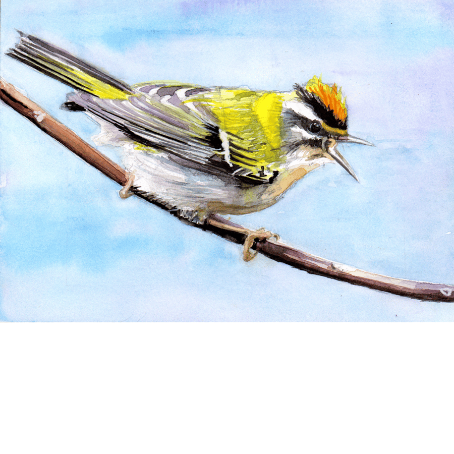 Firecrest, Britain's Smallest Bird. Signed, original watercolour painting.