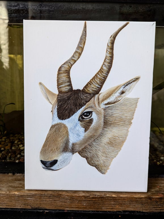 Addax Nasomaculatus Antelope Portrait - Endangered Species Charity Painting 
