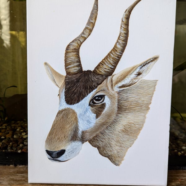 Addax Nasomaculatus Antelope Portrait - Endangered Species Charity Painting 