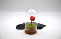 Glass Cloche