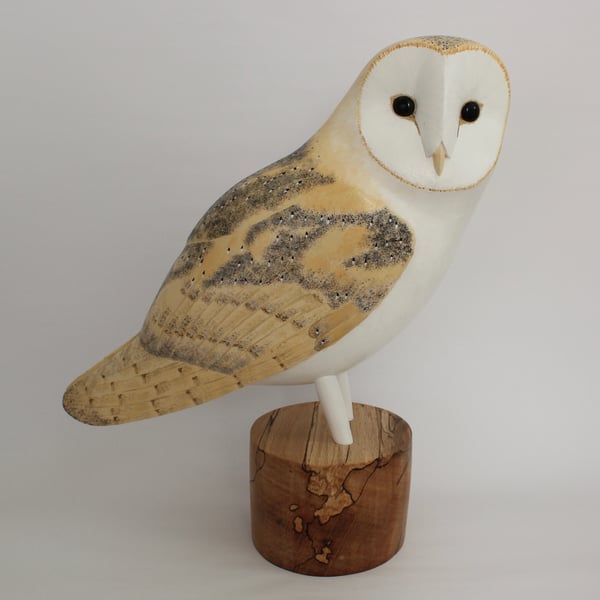 Barn owl