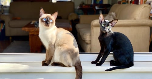 Siamese vs Oriental Shorthair: The Complete 2026 Comparison Guide