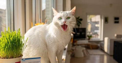 Cat Gingivitis and Dental Disease: Your 2026 Prevention and Treatment Guide