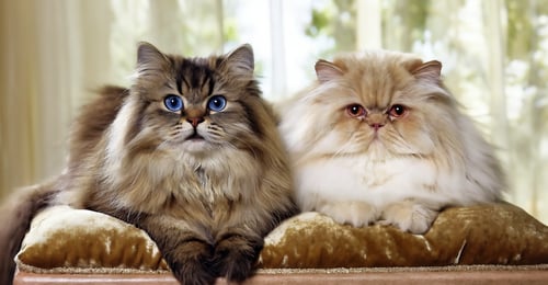 Himalayan vs Persian Cat: The 2026 Breed Comparison Guide