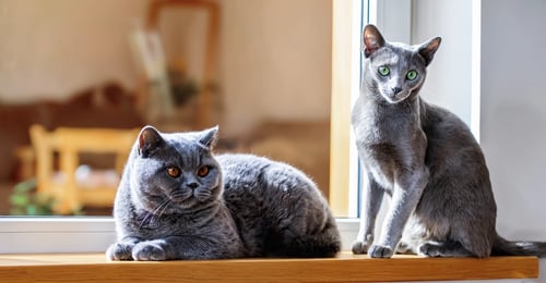 British Shorthair vs Russian Blue: The Complete 2026 Comparison Guide