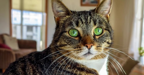 Cat Eye Infections: A 2026 Guide to Causes, Symptoms, and Treatment
