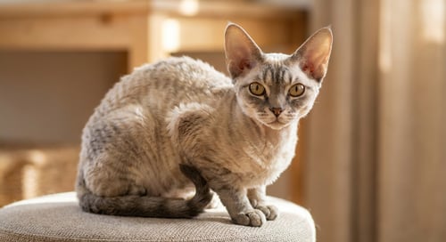 Devon Rex: Der elfenohrige Clown der Katzenwelt