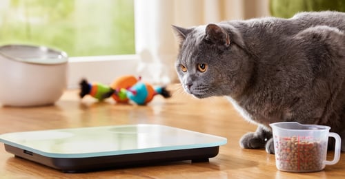Feline Obesity: The 2026 Guide to Weight Management, Health Risks & Treatment