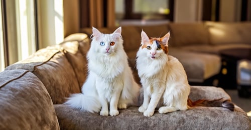 Turkish Angora vs Turkish Van: The 2026 Breed Comparison Guide