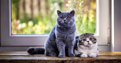 British Shorthair vs Scottish Fold: A Complete 2026 Breed Comparison Guide