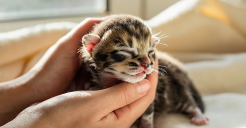 Newborn Kitten Care: Your Complete Guide for the First 4 Weeks (2026)