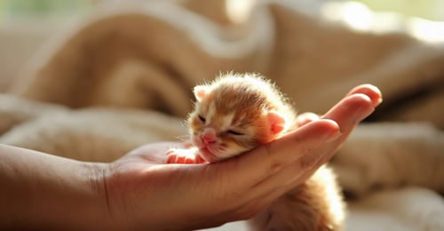 Newborn Kitten Care: The Complete Guide for Orphaned Kittens (2026)