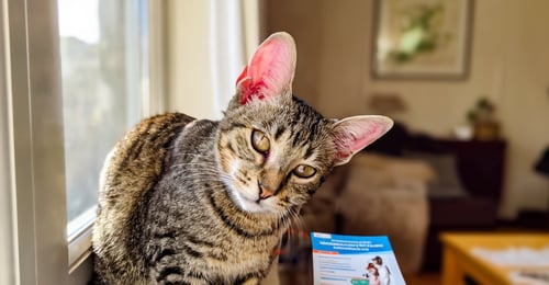 Katzen-Ohrenentzündungen: Ein umfassender Leitfaden zu Ursachen, Symptomen und Behandlung für 2026