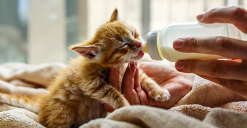 Bottle Feeding Kittens: The Complete 2026 Guide for Caregivers