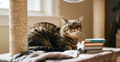 How Much Does a Cat Cost? A Complete Breakdown of First Year Expenses (2026)