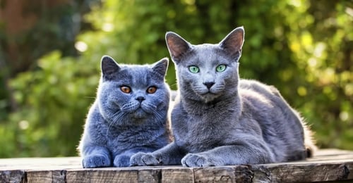 British Shorthair vs Russian Blue: The 2026 Breed Comparison Guide
