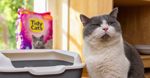 Tidy Cats Cat Litter Review 2026: Complete Brand & Formula Analysis
