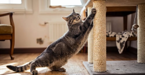 Cat Scratching Solutions: Your Complete Guide to Protecting Furniture in 2026
