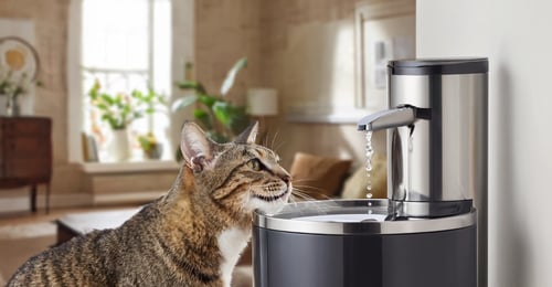 PetSafe Cat Water Fountain Review: The Complete 2026 Buyer's Guide