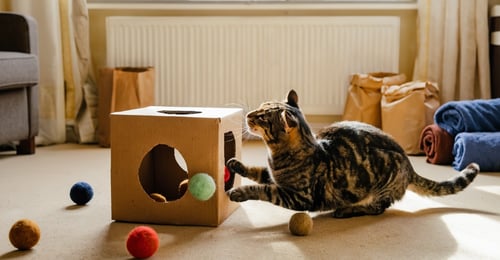 DIY Cat Enrichment: Budget-Friendly Ideas for 2026
