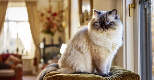 Persian vs. Himalayan Cat: A Complete 2026 Breed Comparison