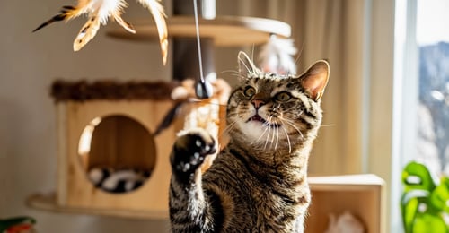 Cat Enrichment for Indoor Cats: The 2026 Complete Activity Guide