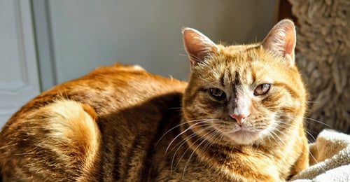 Cat Hyperthyroidism: The 2026 Guide to Symptoms, Diagnosis & Treatment