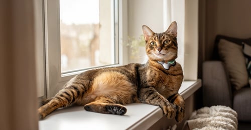 Cat Flea Prevention and Treatment: Your Complete 2026 Guide