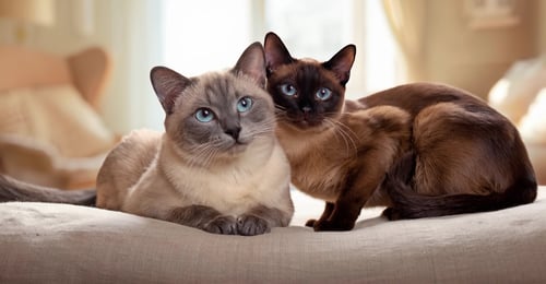 Tonkinese vs Burmese: A Complete 2026 Breed Comparison Guide