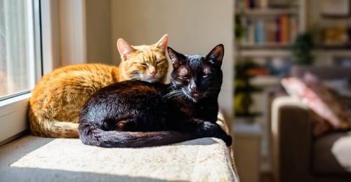 Multi-Cat Household Harmony: Your 2026 Guide to Peaceful Cat Families