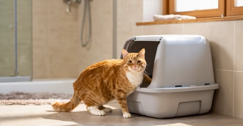 Entrenamiento para la Caja de Arena: La Guía Completa para Gatitos y Gatos Adultos